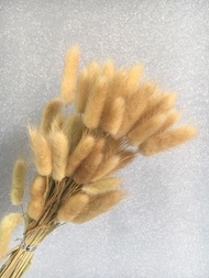 [taman boenga] bunga kering lagurus | lagurus dried flower bunny tail - beige