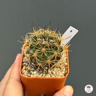 Horridocactus horridus กระบองเพชร ไม้อวบน้ำ Cactus&amp;Succulent