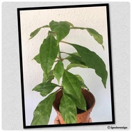 Pokok Duri Tujuh Bilah