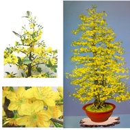 [Trả góp 0%]Cây Hoa Mai Nhựa Trang Trí Tết Cao 300cm Bao Gồm Chậu - Quà Tặng Bao Lì Xì Treo Cây