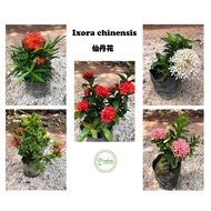 Ixora chinensis Chinese ixora “Pokok Bunga Xian Dan” [WHITE] [PINK] [RED] [ROSE] LIVE PLANT OUTDOOR 