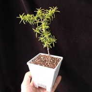 黃金迷迭香 香味濃  開花株 Golden  Rosemary  盆栽  Plant Potted 連 花盆  食用香草盆栽 植物 香料  Culinary Herb spices 小樹  【實拍。只