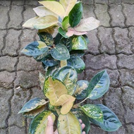 aglaonema sultan brunei rumpun 4-5