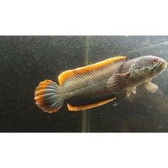 - ikan chana limbata jumbo rim tebal 15-20 cm '