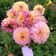 Dahlia Planting Ball Four Seasons Flower Potted Plant Indoor Outdoor Planting Dahlia Sweet Potato Fl
