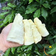 Fresh bamboo shoots from the Northwest forest, peeled and boiled. Specialties of young bamboo shoots