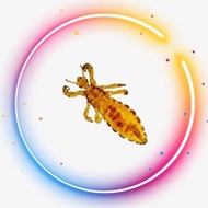 SPRAY KUTU KEPALA / KUCING - CAMAY REPELLENT