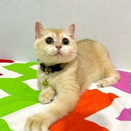 Kucing British Shorthair Golden Betina