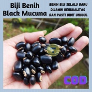 500 gram Biji Benih Black Mucuna / Mucuna Pruriens /Kara benguk hitam /cover crops