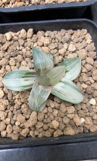 西山壽錦(多肉植物，塊根植物，球根植物，龍舌蘭，大型多肉植物，仙人掌，仙人球，仙人頭，石化，綴，菊水，海鮮，草球，牡丹，玉露，室內外，戶外，夠光)