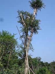 ╭＊田尾玫瑰園＊╯珍貴樹種**九芎樹**