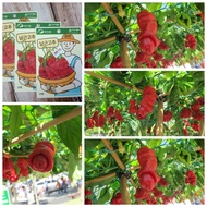 Hạt giống ớt Peter F1 Hàn Quốc nguyên zin