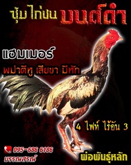 ไข่เชื้อไก่ชน พม่าเเผลหู พม่าเเข้งหน้า เจ้าแฮมป์เมอร์ ร้านจัดส่งไว