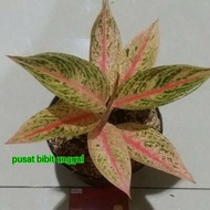 bibit bunga aglonema legacy