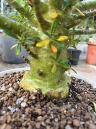 巨琉桑 塊根植物 多肉植物盆栽 粗壯 養護三年 露天養殖 未斬個頭 冇傷口