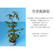 心栽花坊-芳香萬壽菊(3吋)售價40特價35