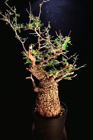 (421) 滿瘤列加氏漆樹　The elephannnt tree/ Operculicarya decaryi / 塊根植物 Caudex / 另售象牙宮、龜甲龍、念珠橄欖、橄欖樹、象足漆樹