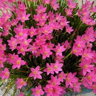 tanaman hias outdoor hidup jadi kucai tulip merah muda