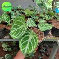 Tanaman Anthurium Kuping Gajah Dorayaki Silver