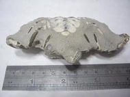 螃蟹化石