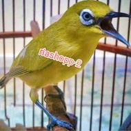 burung pleci dakun garut asli gacor dorr ngeroll mewah