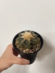 歐系 割疣 龜甲牡丹 清位平出 塊根 植物 仙人掌