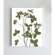 Red Clover Botanical Print Pressed Flowers Herbarium Art Giclee Print