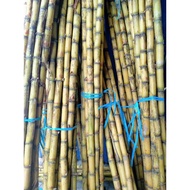 Tebu telur / Sugar Cane / benih tebu