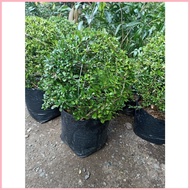 【Hot】 fukien tea/ tsaang gubat plant