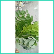❦ ✷ ◫ Madre de Cacao Leaves Fresh 1kilo