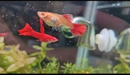 🔥 Premium Albino Full Red Guppy | High Grade Live Fish | Healthy Guppy