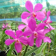 Ornamental Mokara Orchid Pink Potted Flower Plant - Fresh Gardening Indoor Plant Outdoor Plants for Home Garden