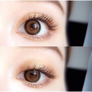 คอนแทคเลนส์[มินิ] Sweet Basil Brown / Gray (Lovelylens) ☁️ มี อย.ไทย