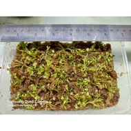 Carnivorous Plants VFT - Cultivar Venus Fly Trap babies wholesale