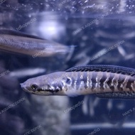 ikan channa asiatica ws pure 6-8 cm