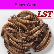 100g Life mealworm/super worm/Ulat roti hidup/活生生的麦虫/面包虫/黄粉虫 bird feed/ arowana feed   zophobas morio