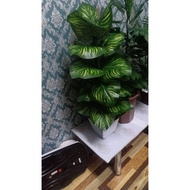 POKOK HIASAN DALAM RUMAH