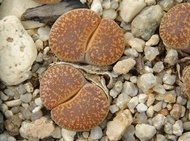 10 เมล็ด เมล็ดพันธุ์ ไลทอป กระบองเพชร ไม้อวบน้ำ กุหลาบหิน แคคตัส Living Stones Lithops Castus สายพันธุ์ lesliei v hornii C364