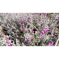 ANOR - Texas Sage Live Plant / Anak pokok bunga sonata