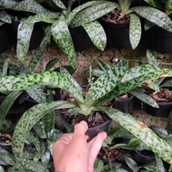 anggrek kantong semar paphiopedilum