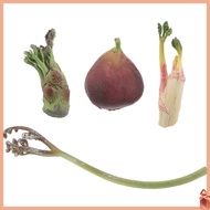 1 Set Plants Life Cycle Toys Kids Toy Plants Growth Figure Learning Toy for Kids Early Education Mod