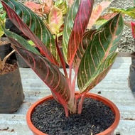 Tanaman Aglonema Red Sumatra - Aglaonema Red Sumatra - Pusat Aglonema