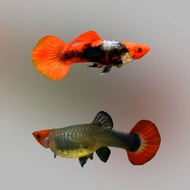 (High Grade) Guppy Tuxedo Red Koi *Male & Female.