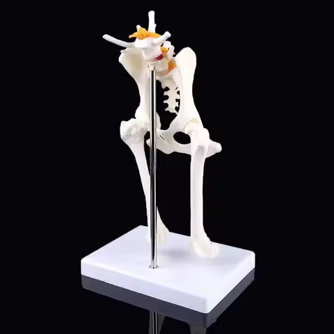 Anatomy Osteoporosis Dog Hip Model Dog Skeleton Animal Skeleton Canine Pet Veterinary Teaching