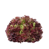 Benih Sayur Salad Butterhead Iceberg Green Red Coral Lettuce