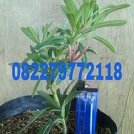 bibit lohansung pucuk merah