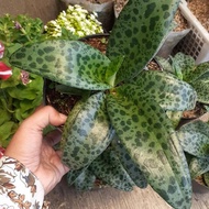 Tanaman hias lidah katak hijau, tanaman unik, tanaman daun