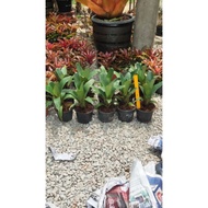bromeliad rubra imperialis size s live plant