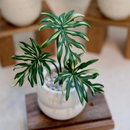 斑葉輻射蔓綠絨－手工革製小盆栽 送禮