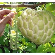 ANAK BENIH BUAH NONA  hybrid